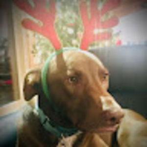 Meet your Posher, Susannah